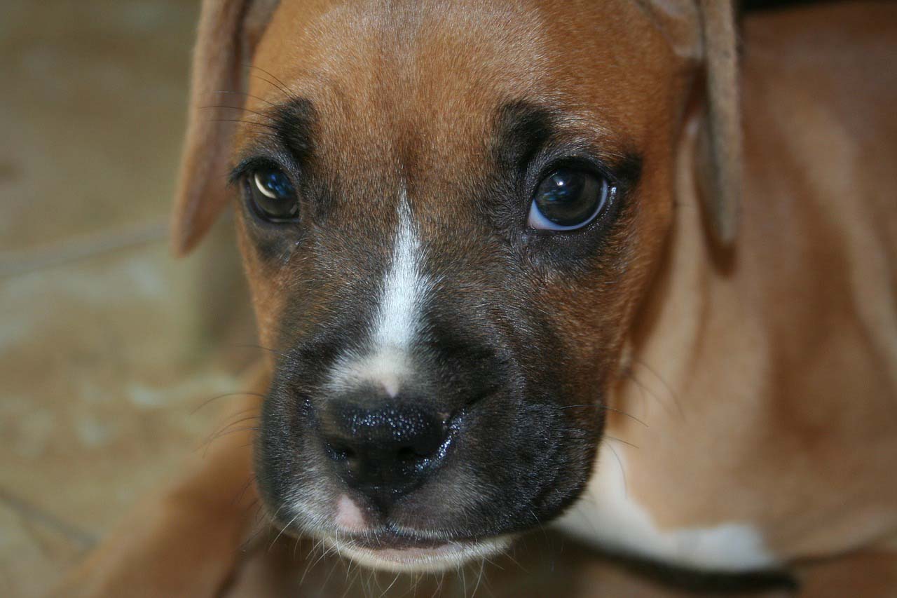 How to Take Care of a Boxer Puppy How To Care Puppies