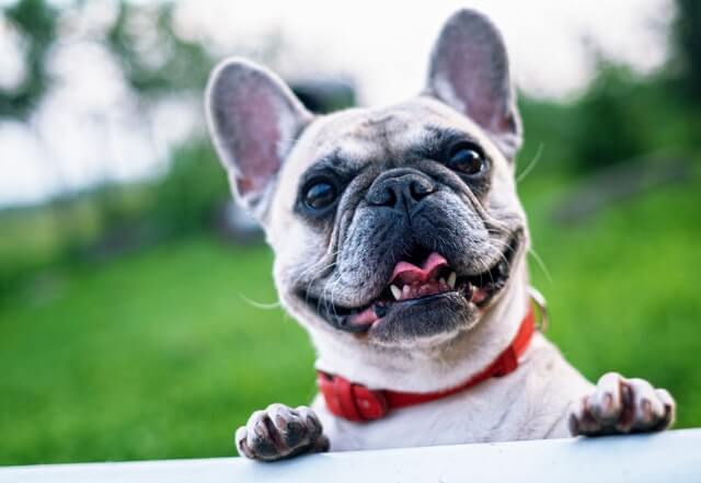 How To Take Care Of French Bulldog Puppies How To Care