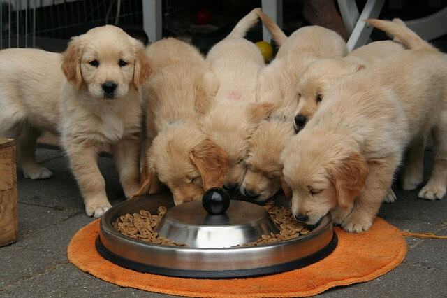 when can puppies have food